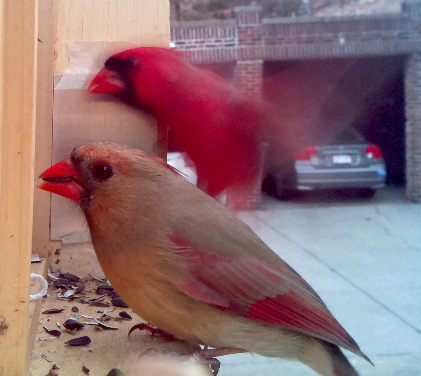A pair of Cardinals.